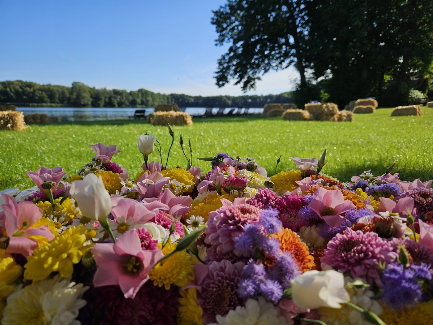 Blumen vor dem See auf Schloss Ulrichshusen